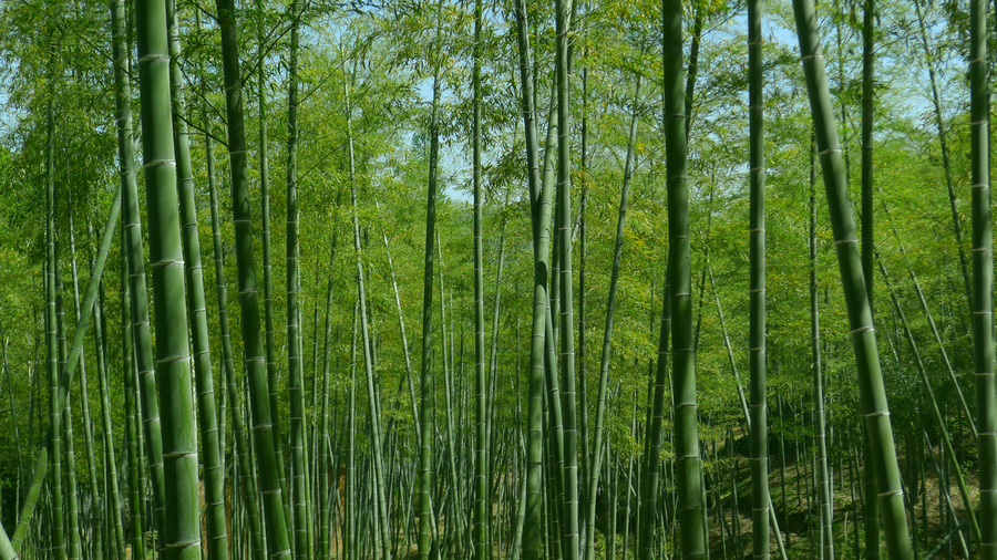 竹林随拍