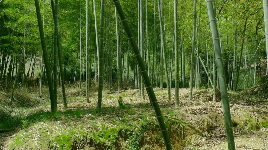 竹林随拍