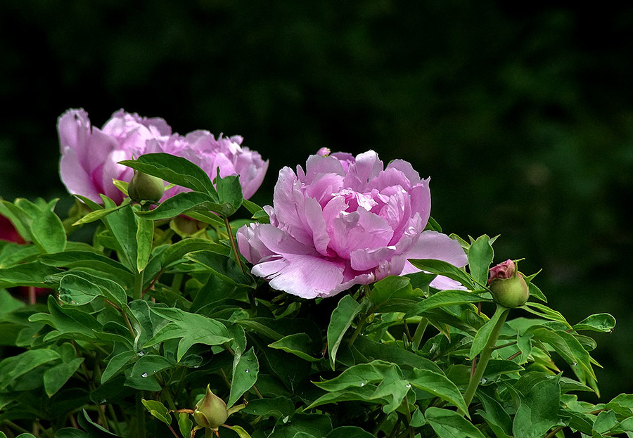 牡丹花开