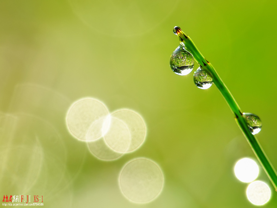 节节草上的露水