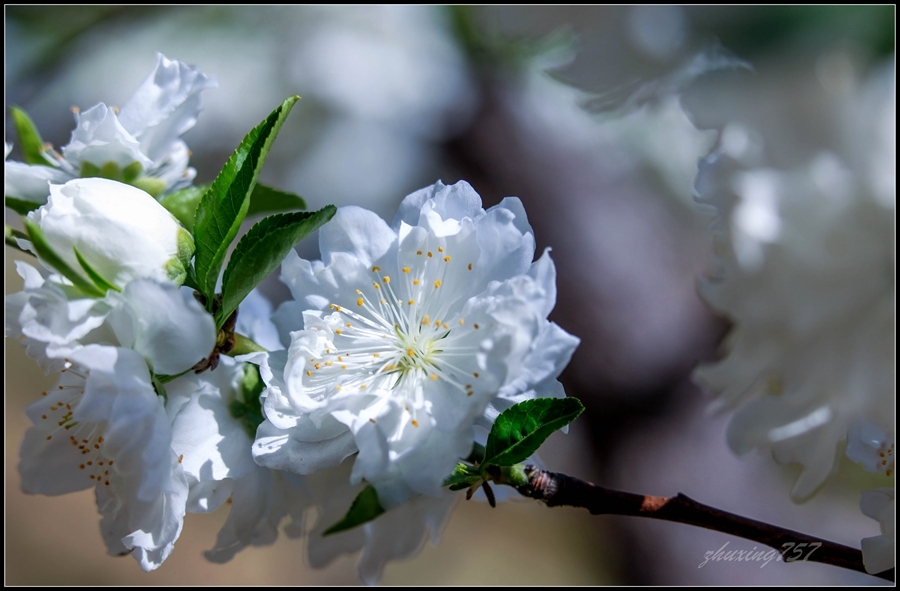 《白碧桃花开》2018.4.29