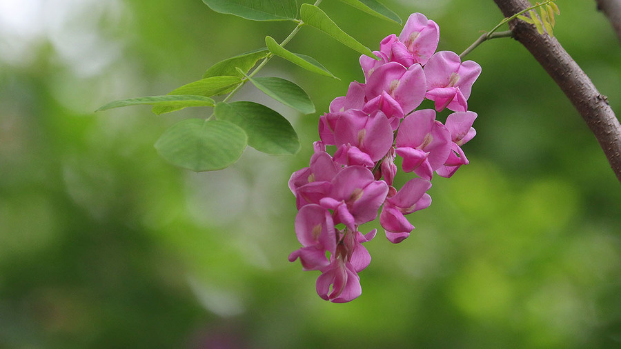 紫槐花