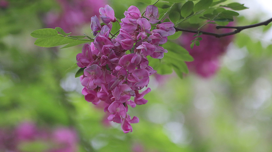 紫槐花