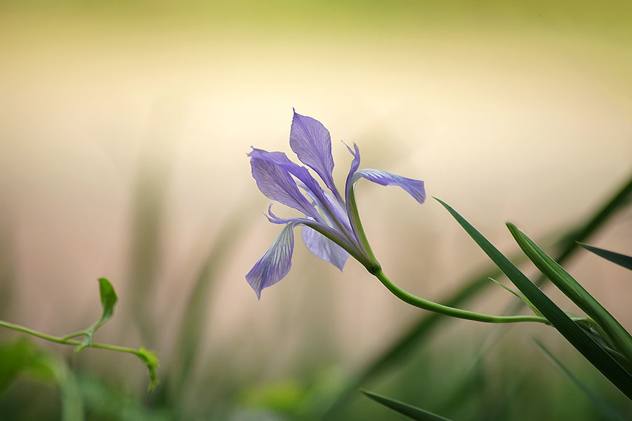 马兰花开