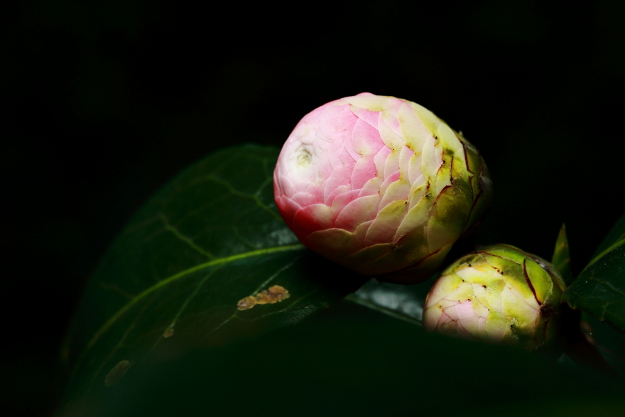 宫粉茶花