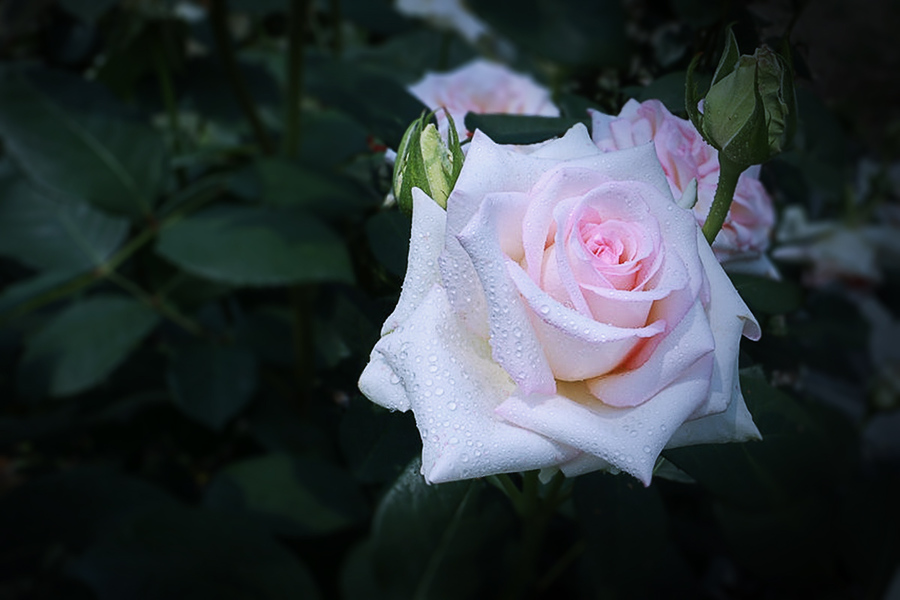 月季花开朵朵鲜3