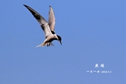 鸟——京城首拍【燕鸥】
