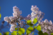 丁香花开