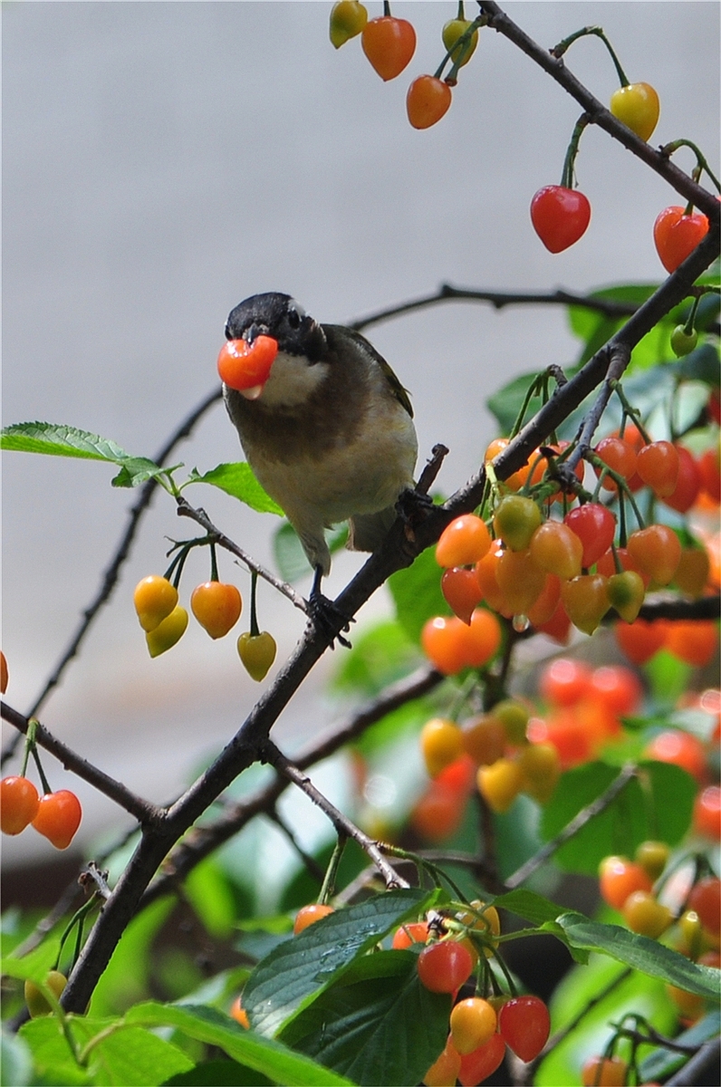 小鸟吃樱桃