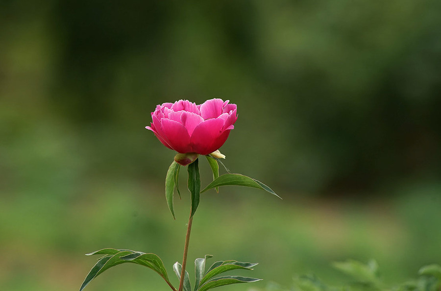 再拍芍药