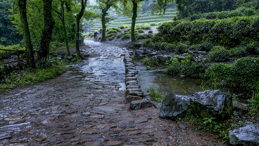 雨中-----龙井村