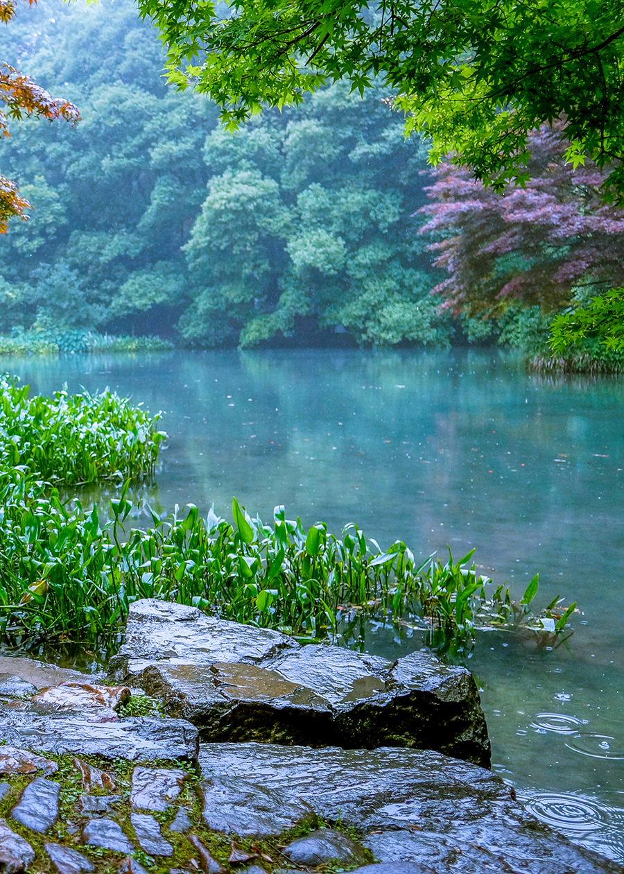 雨中-----龙井村