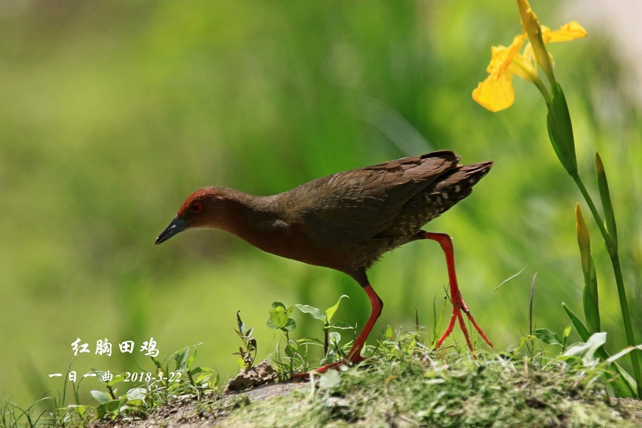 鸟——京城首拍【红胸田鸡】