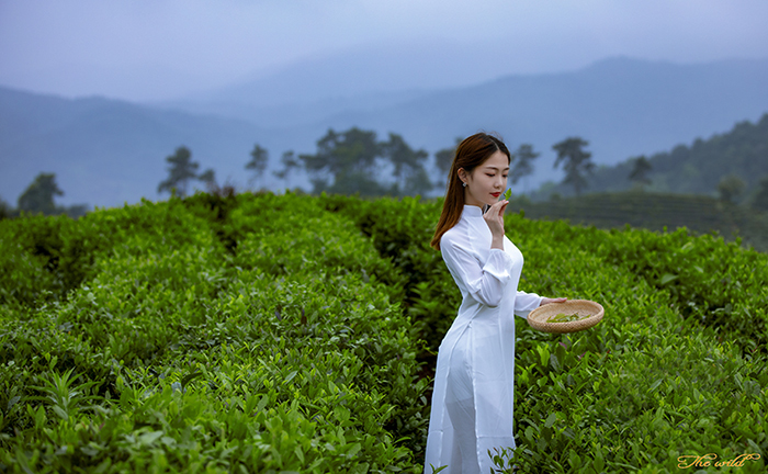 【翠绿的茶园摄影图片】人像摄影_太平洋电脑网摄影