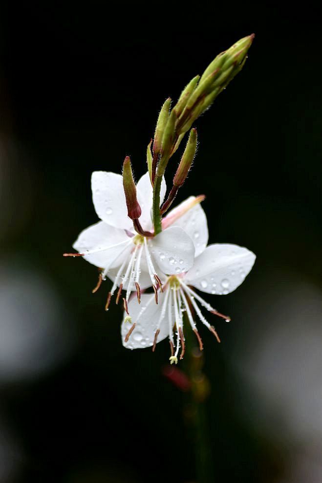 雨露花草