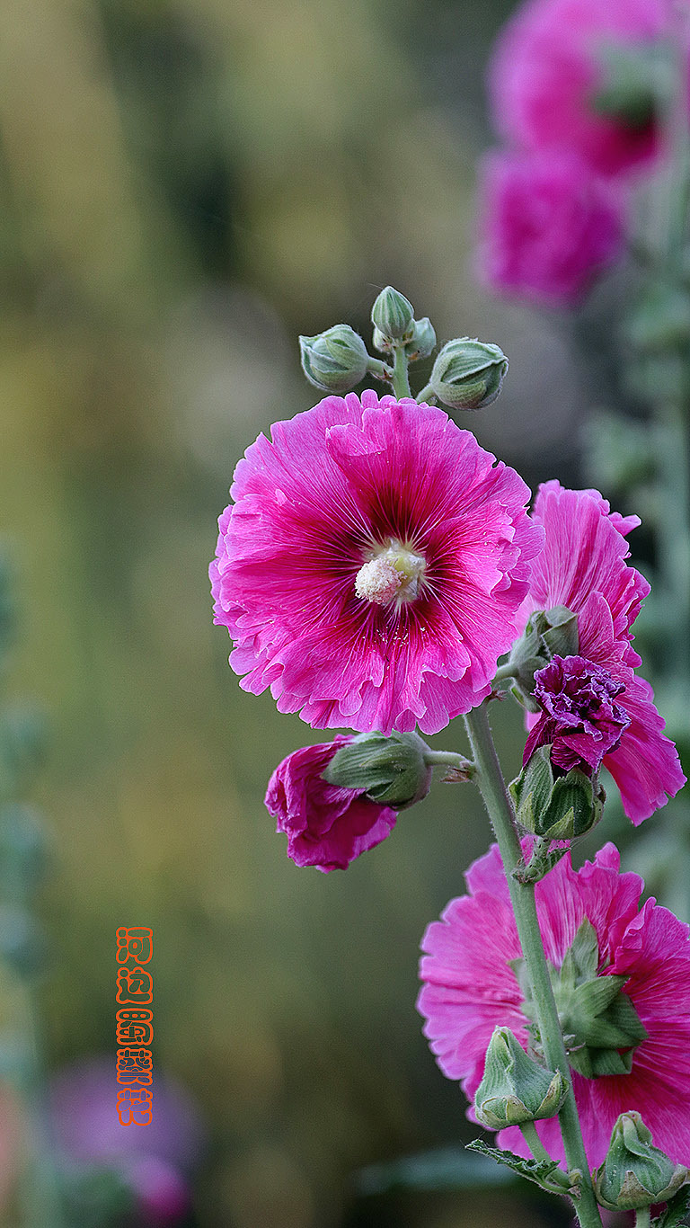 河边蜀葵花