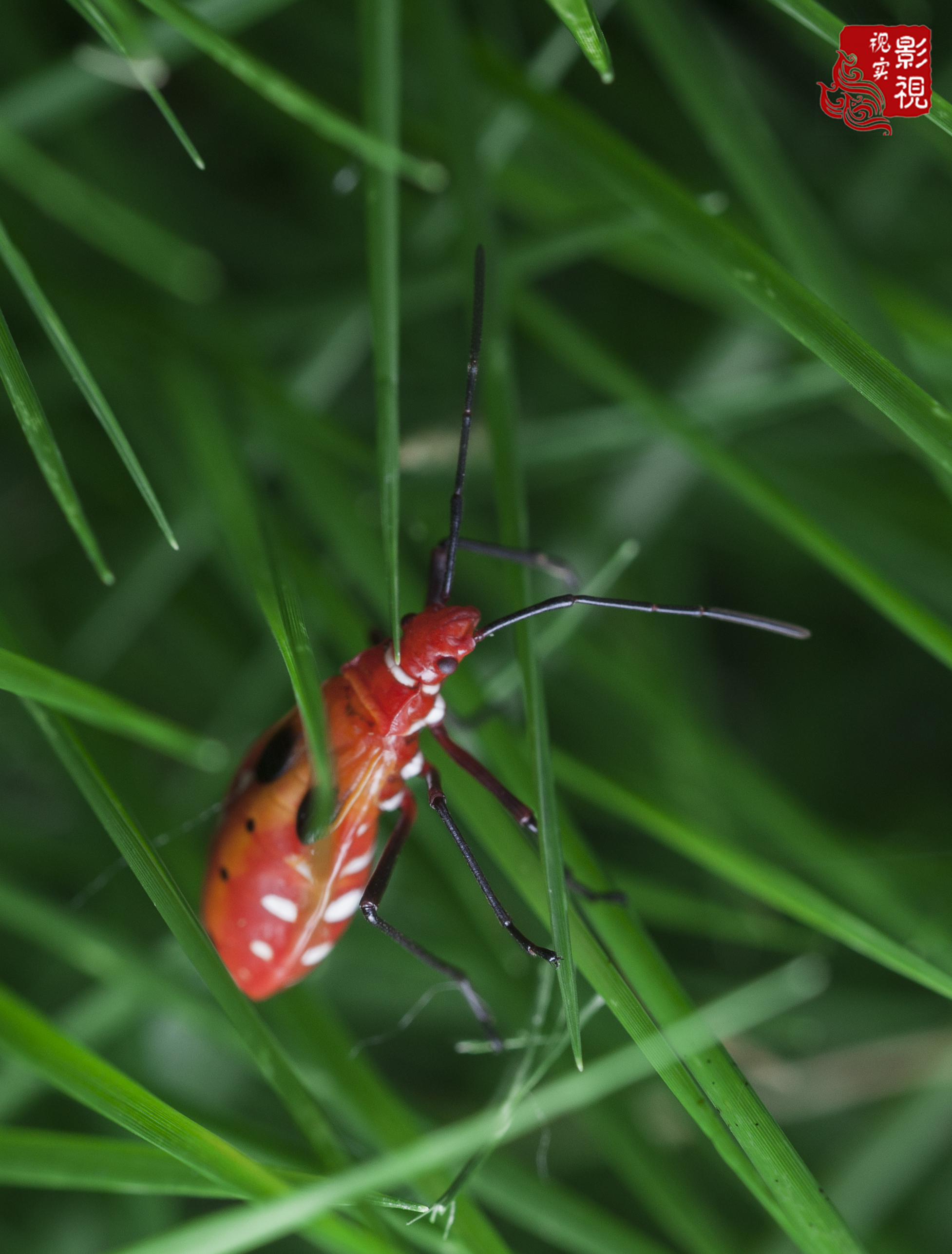 红色昆虫