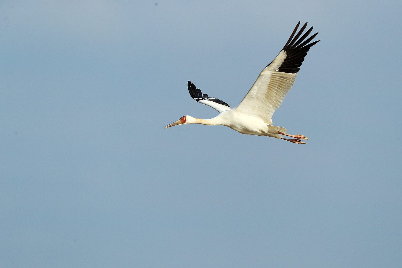 白鹤被确定为江西省“省鸟”-国际环保在线