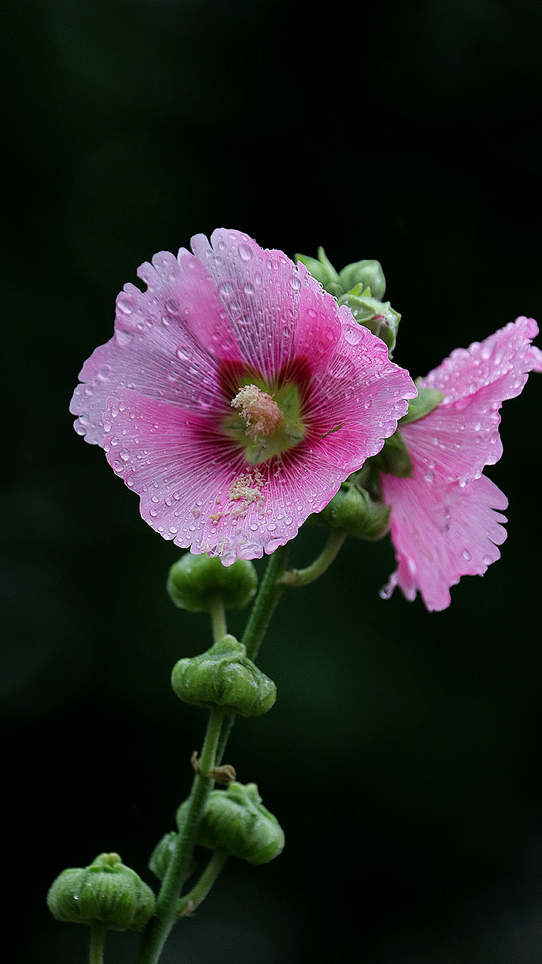 河边蜀葵花-3