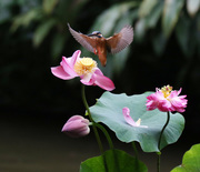 荷塘翠鸟