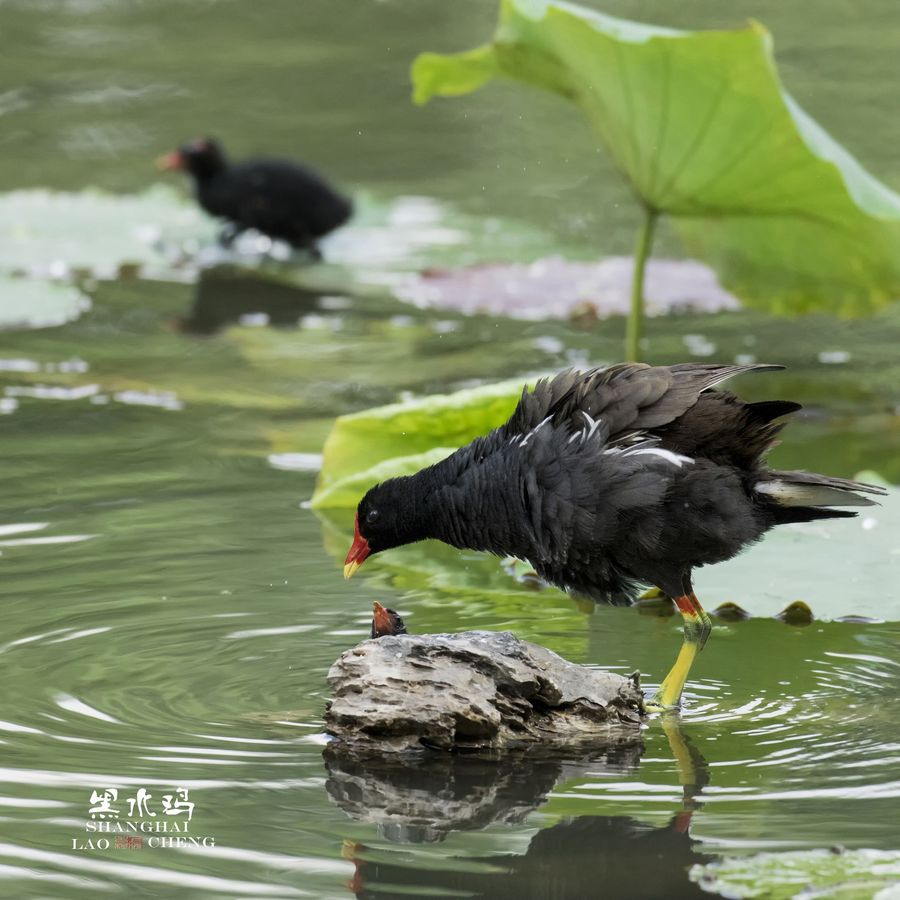 黑水鸡