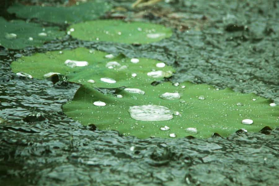 [雨前雨后]