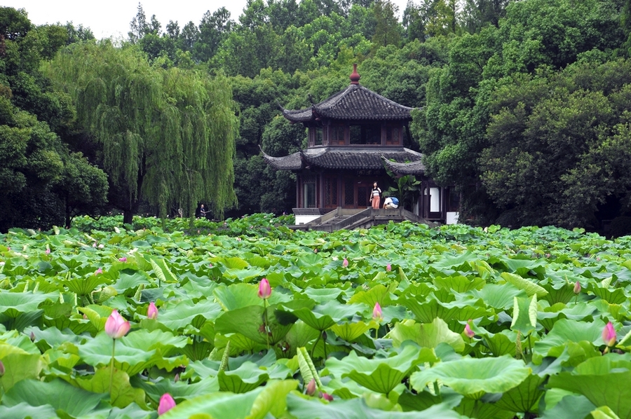 杭州曲院风荷景色