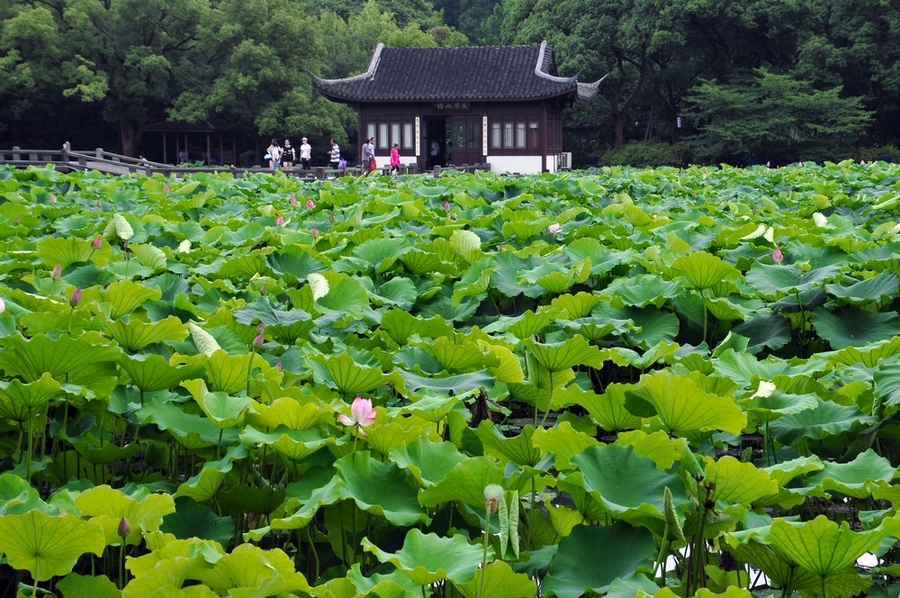 杭州曲院风荷景色