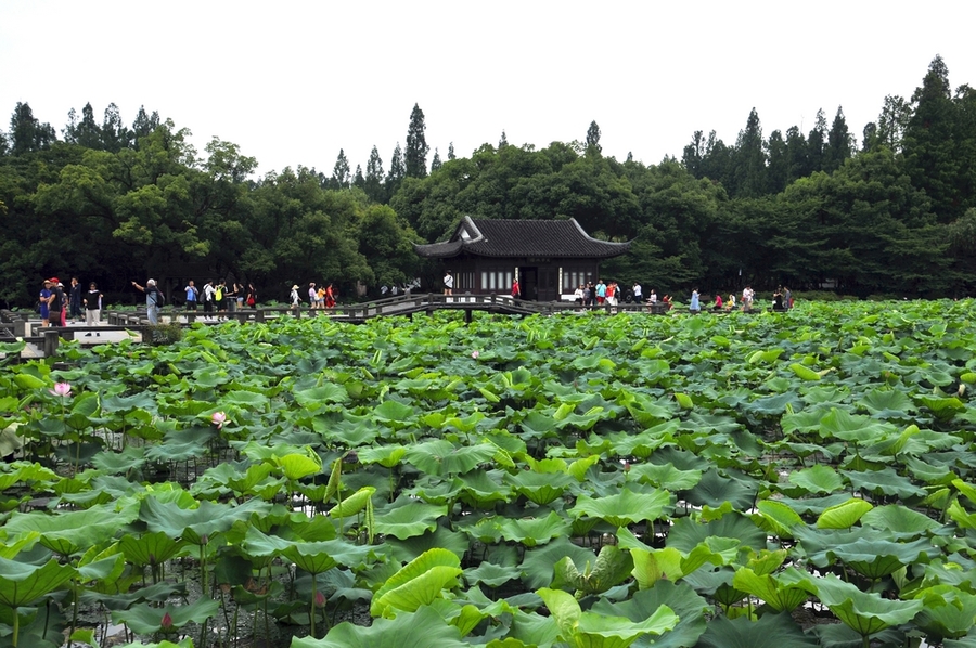 杭州曲院风荷景色