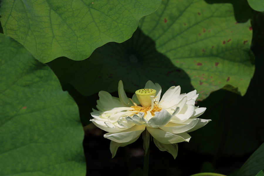 古莲花池之莲花