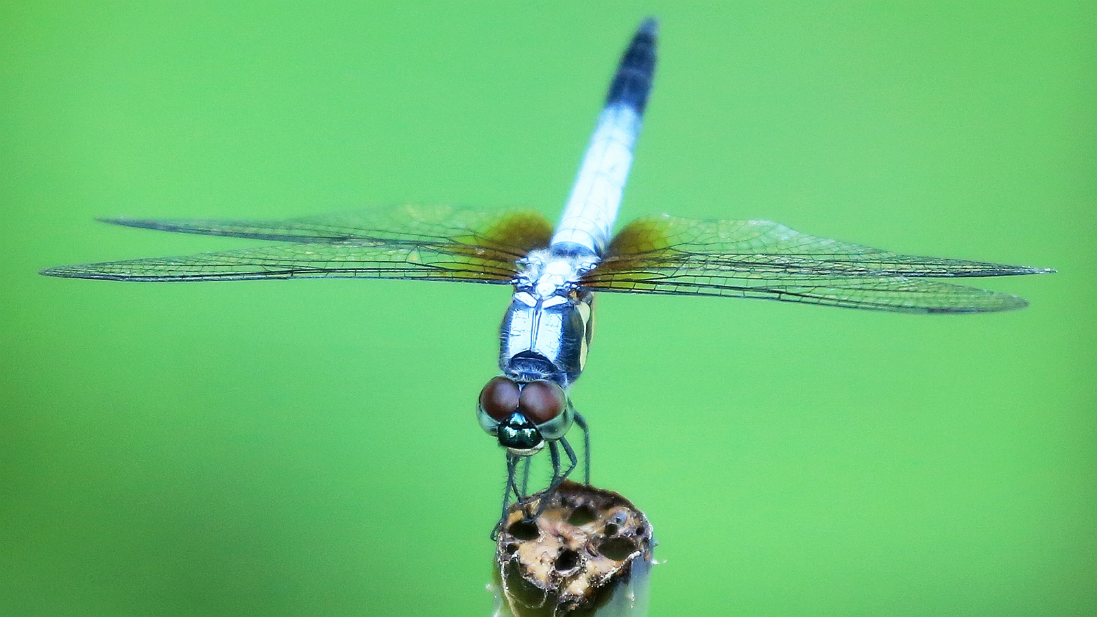 微摄APP：世界上最美的蜻蜓图片！