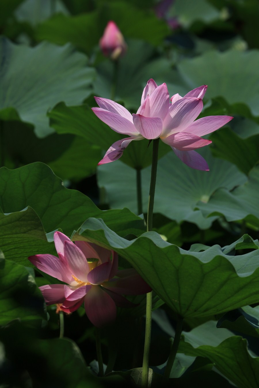 古莲花池之莲花