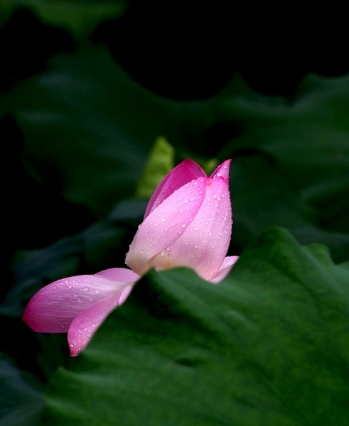 清新脱俗雨中荷 (共p)