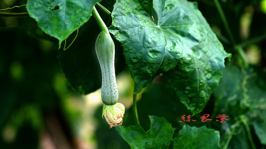 河边丝瓜花