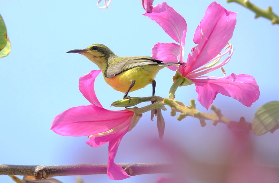 热带花鸟