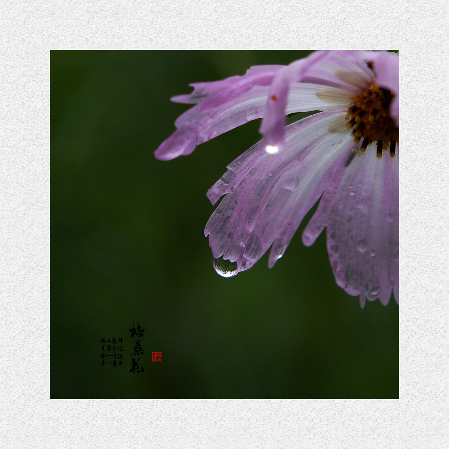 雨中的格桑花