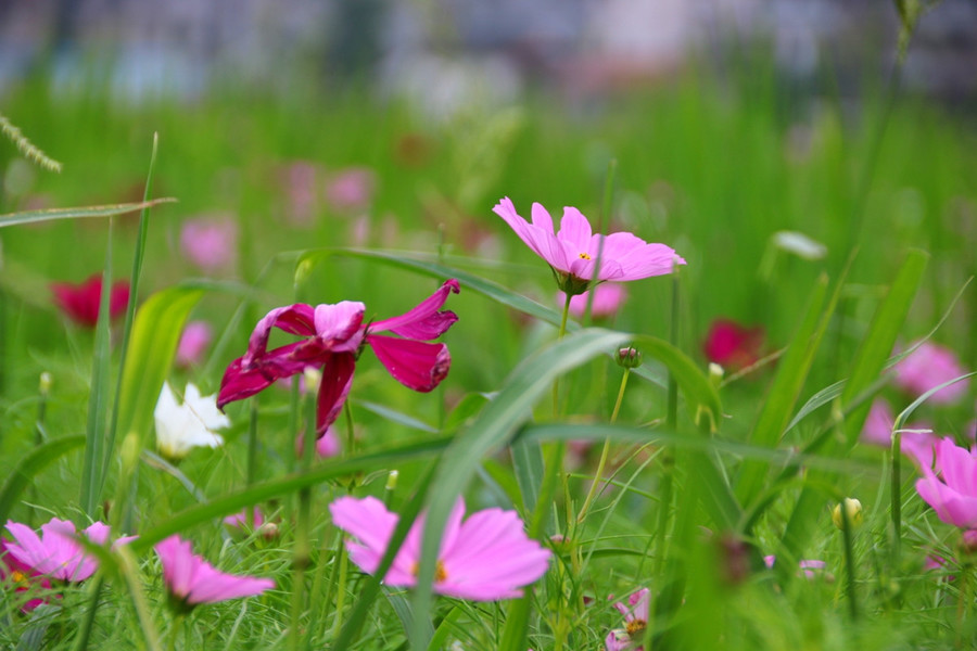 乡村赏花