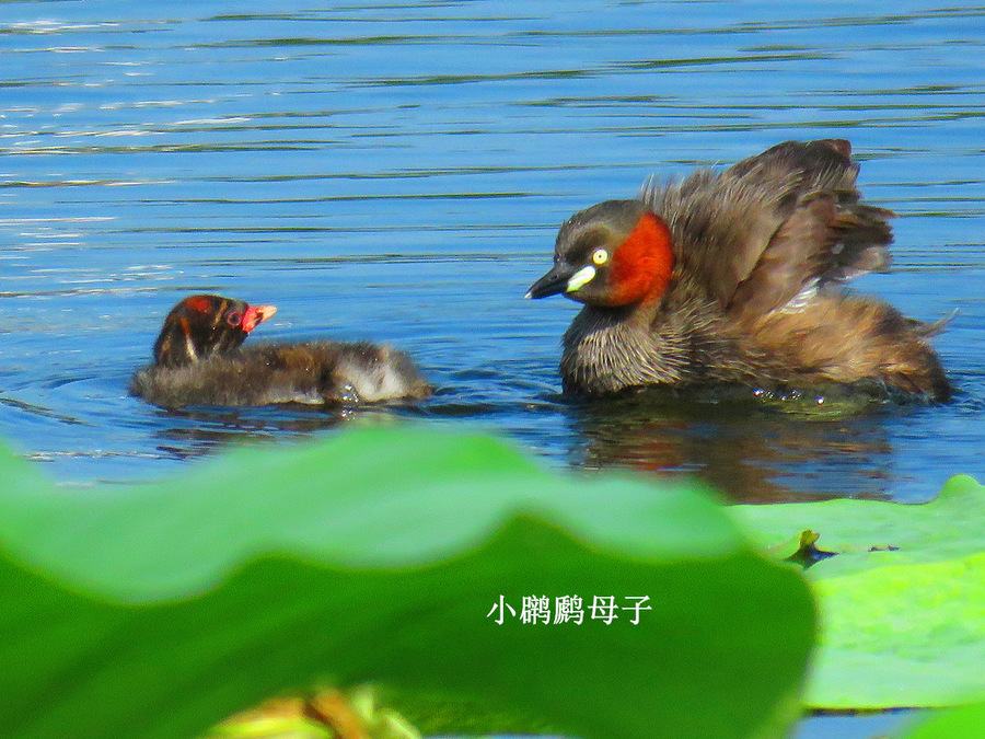 水葫芦母子