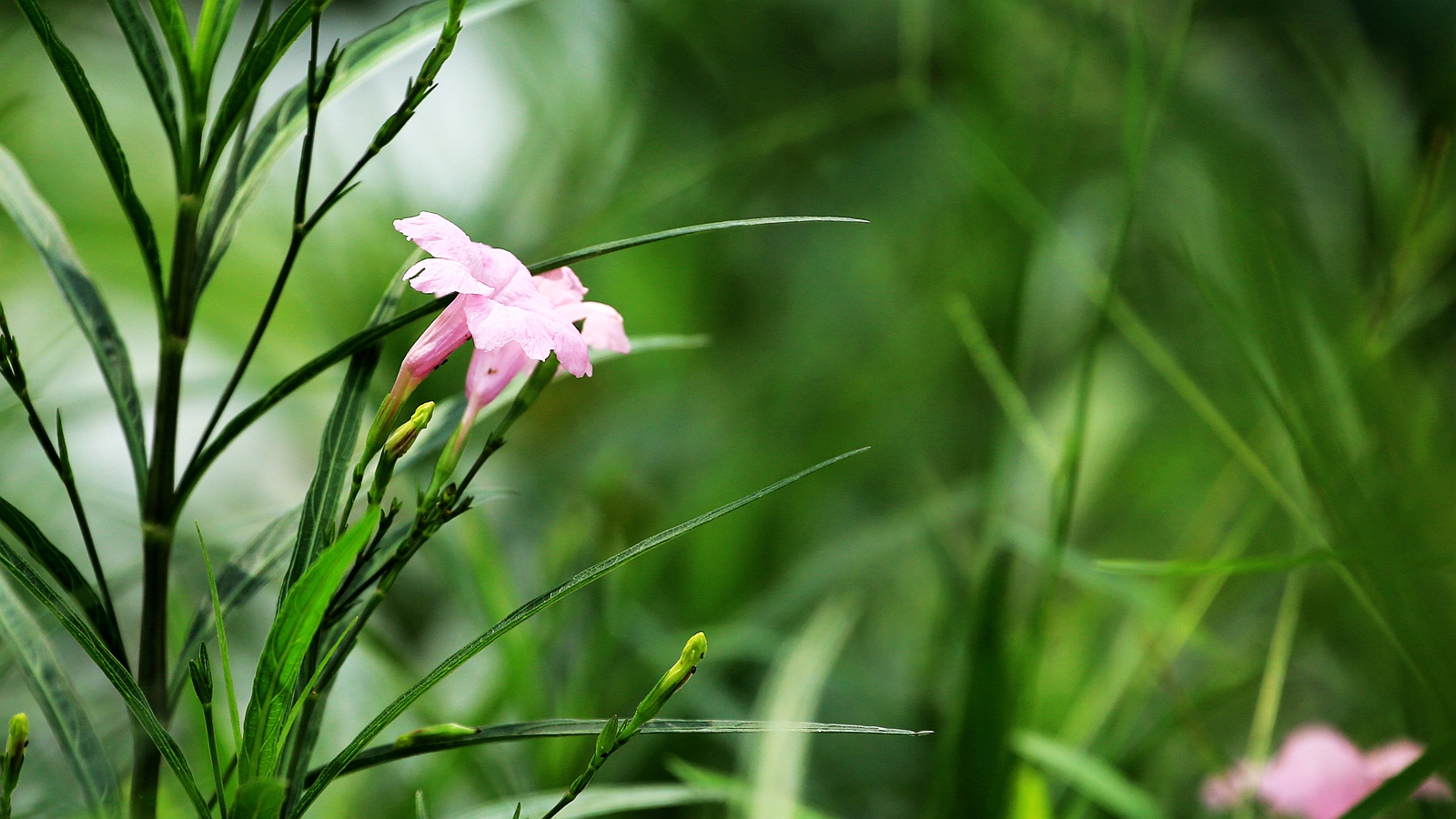 兰花草