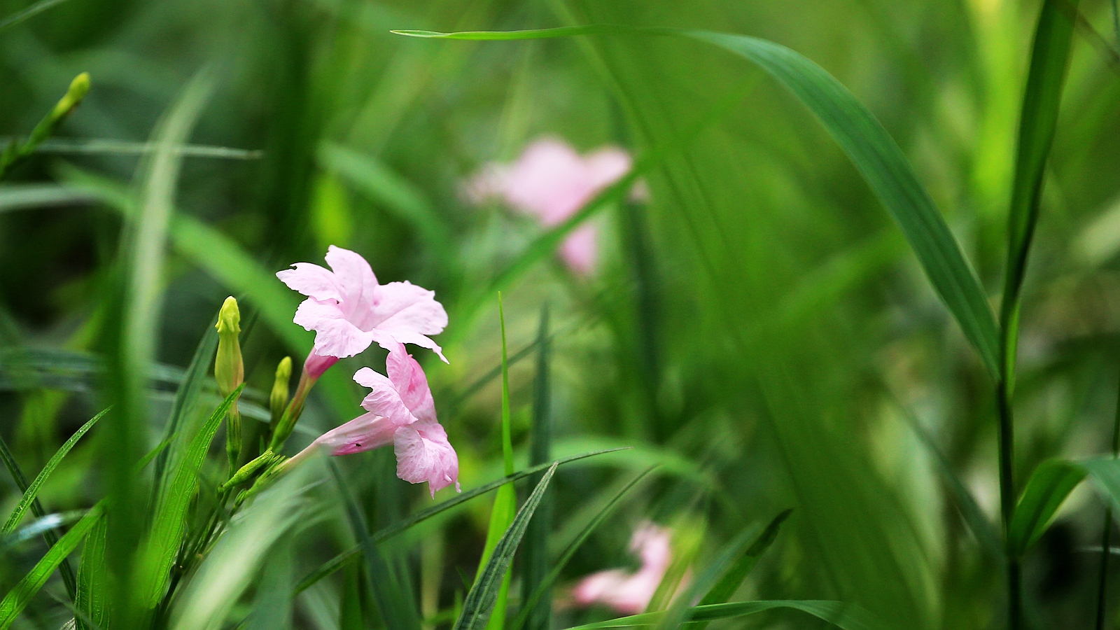 兰花草