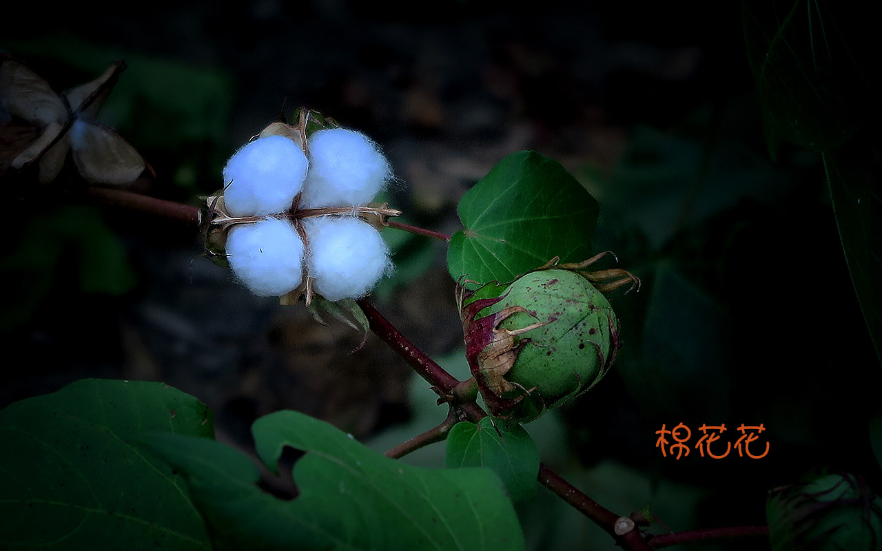 河边棉花花-2