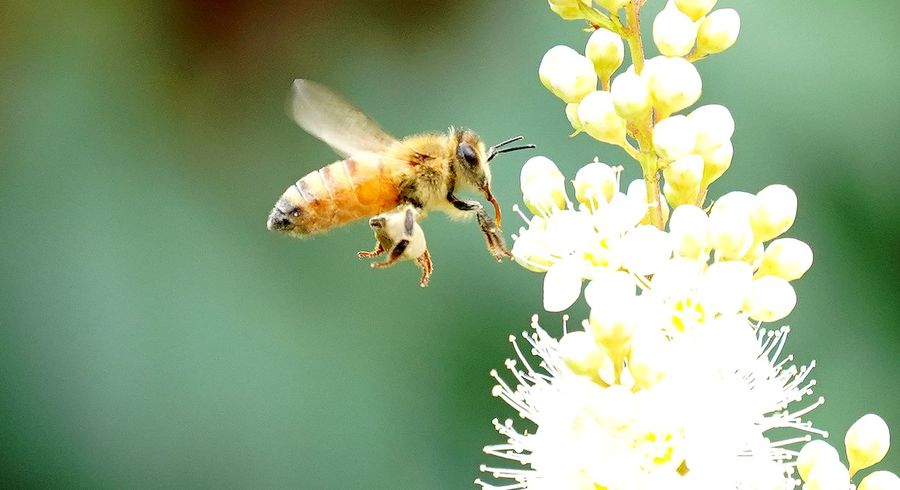 蜂*花