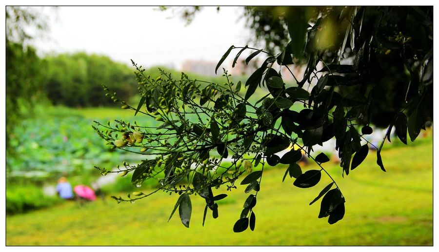 雨后清晨