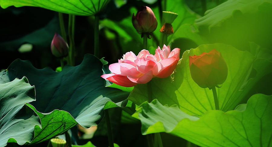 处暑时节拍(夏荷)