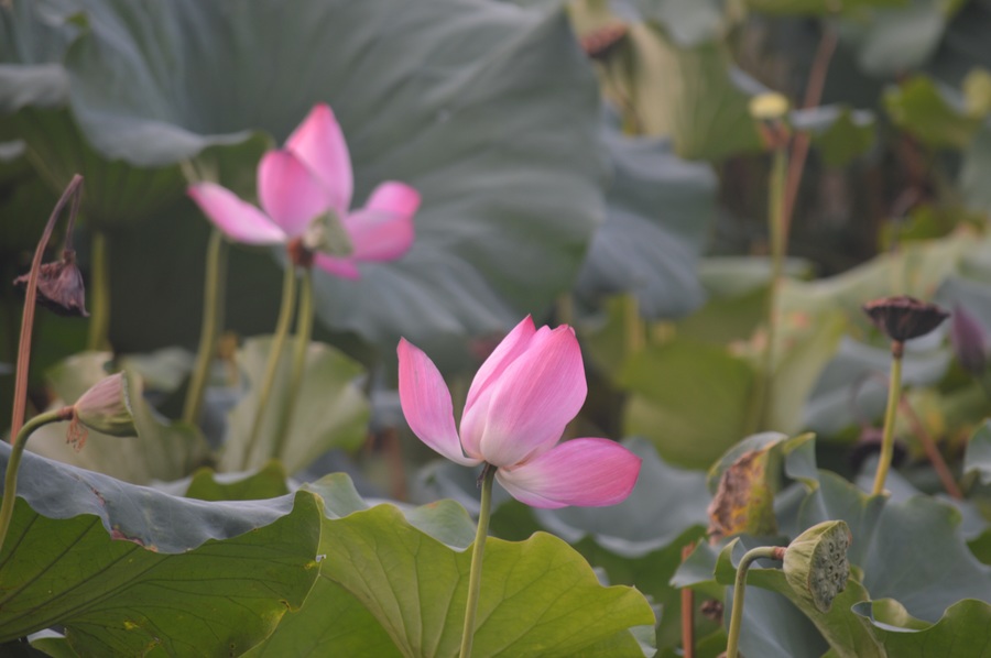 莲叶,莲花,莲蓬,莲子,莲藕,莲湖.