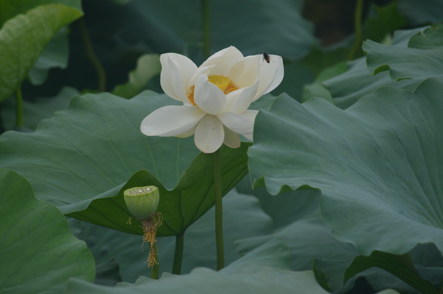 莲叶,莲花,莲蓬,莲子,莲藕,莲湖.