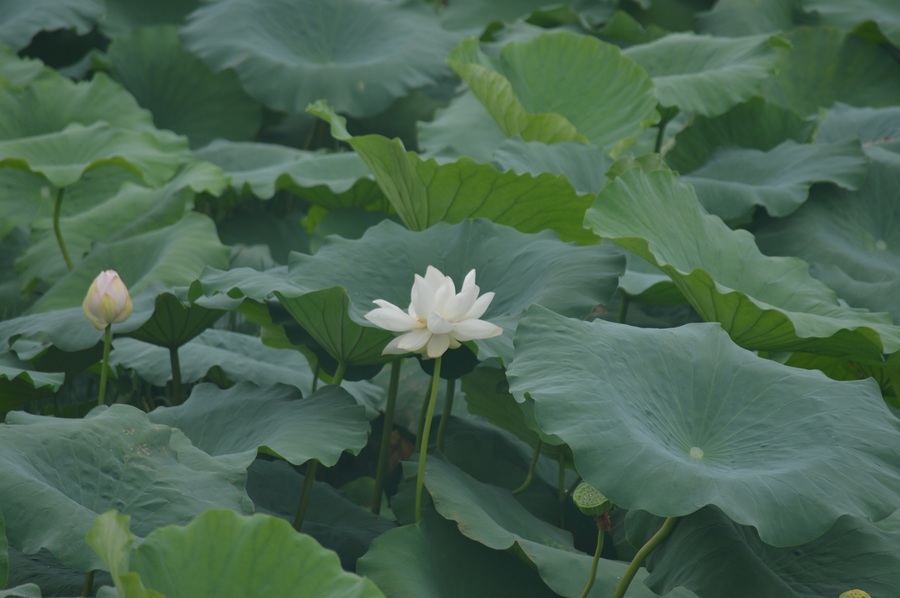 莲叶,莲花,莲蓬,莲子,莲藕,莲湖.