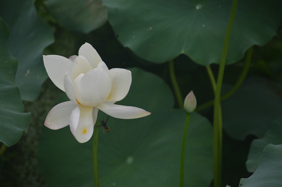 莲叶,莲花,莲蓬,莲子,莲藕,莲湖.