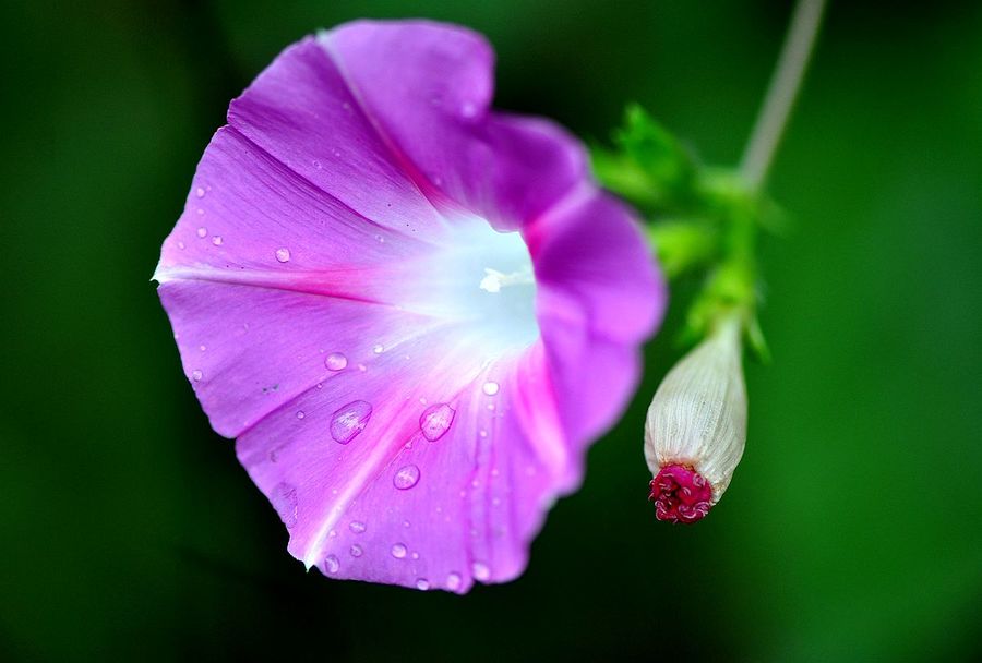 雨中牵牛花