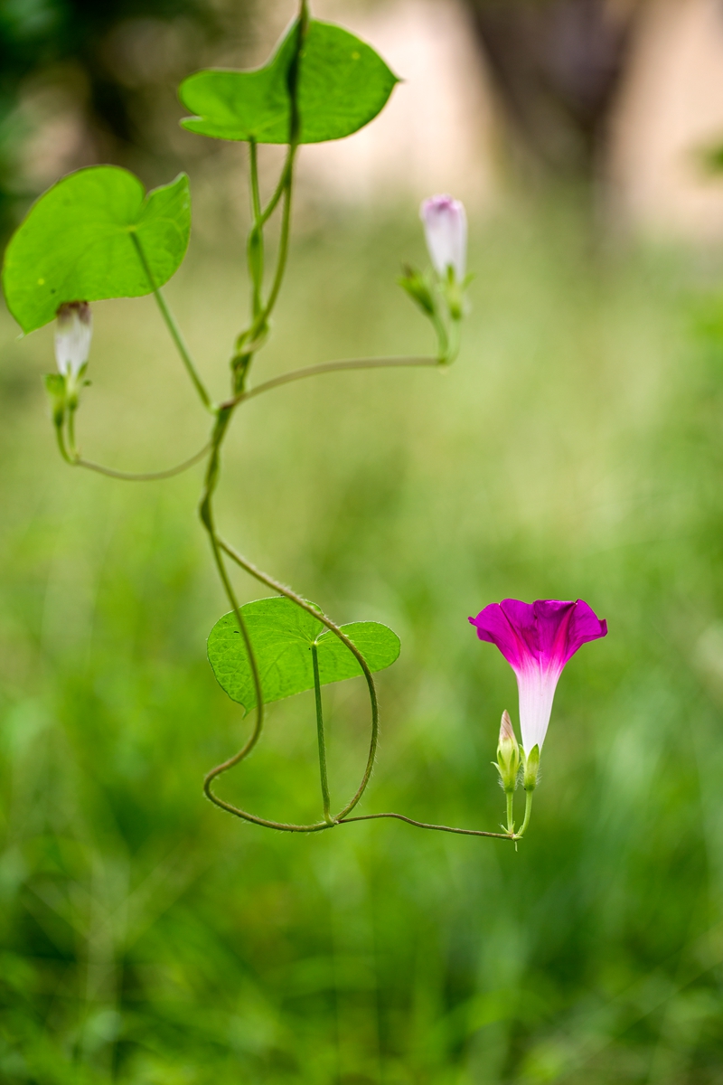 牵牛花